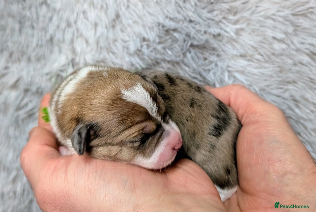 Jack Russell dogs for sale: ❤️3/4 Jack Russell babies ❤️ - Advert 10