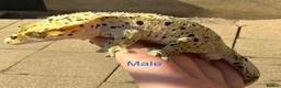 Gecko reptiles for sale: Stunning geckos  - Advert 6