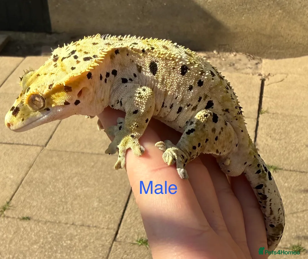 Gecko reptiles for sale: Stunning geckos  - Advert 6