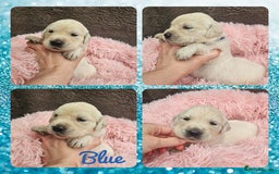 Golden Retriever dogs for sale: 9 KC registered, from imported lines puppies  - Image 22