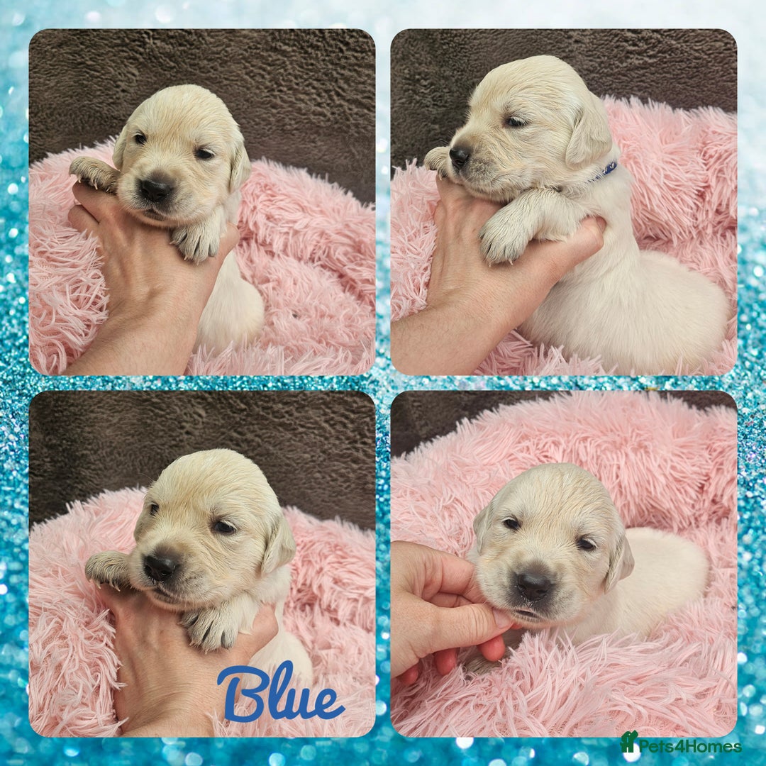 Golden Retriever dogs for sale: 9 KC registered, from imported lines puppies  - Image 22