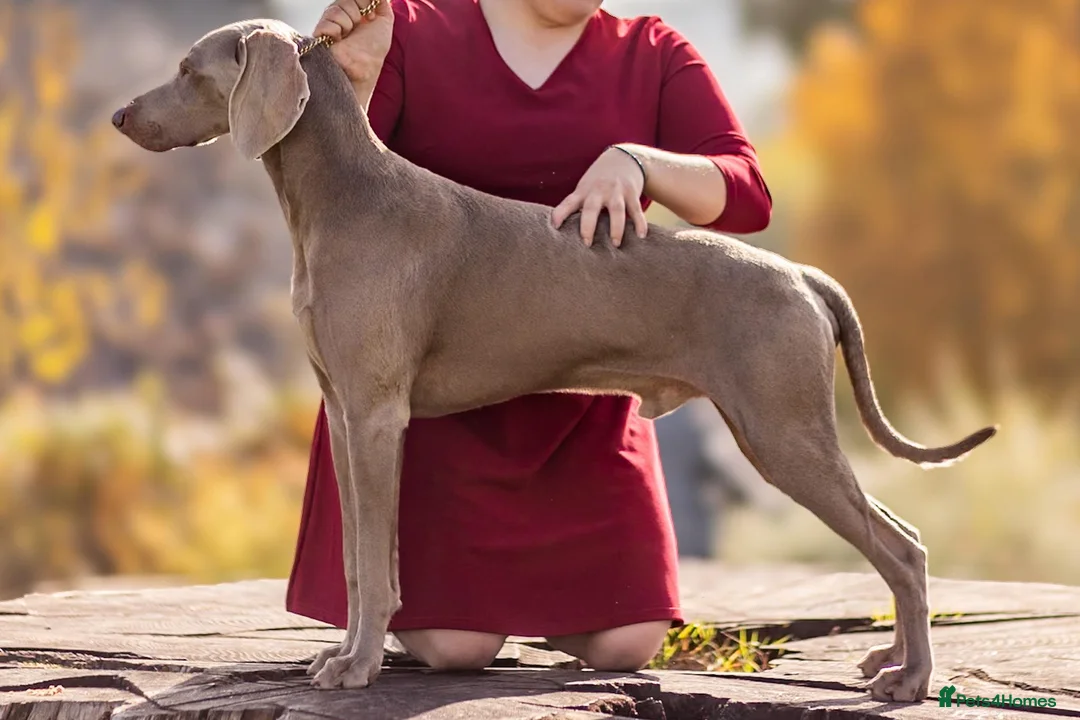 Weimaraner dogs for stud: **HEALTH TESTED** KC REG SHOW WEIMARANER FOR STUD - Advert 6