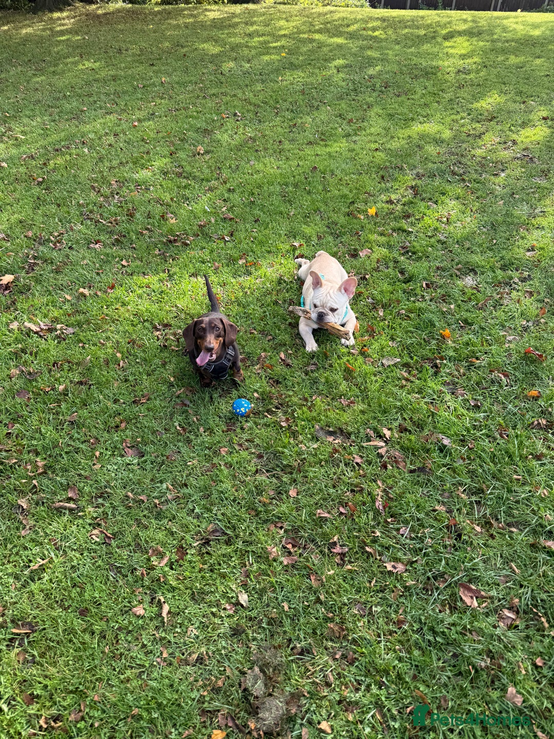 French Bulldog dogs for sale: French BullDog Boy - 7 Months Old  - Advert 9