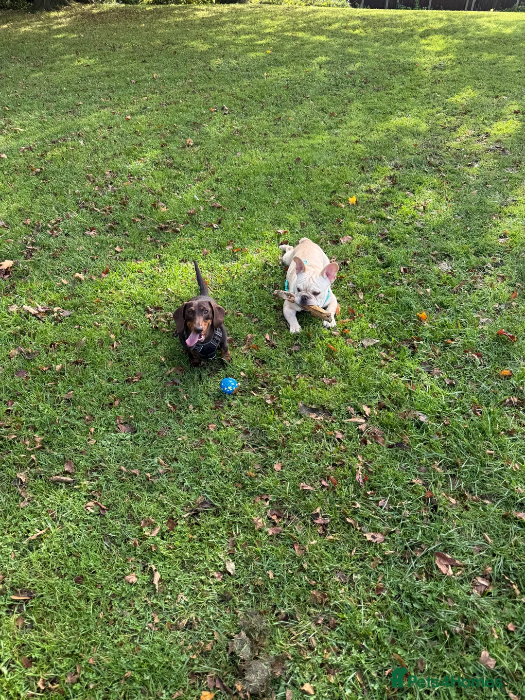 French Bulldog dogs for sale: French BullDog Boy - 7 Months Old  - Advert 9
