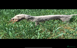 Bedlington Terrier dogs for stud: Bedlington terrier for std in Barnsley - Image 3