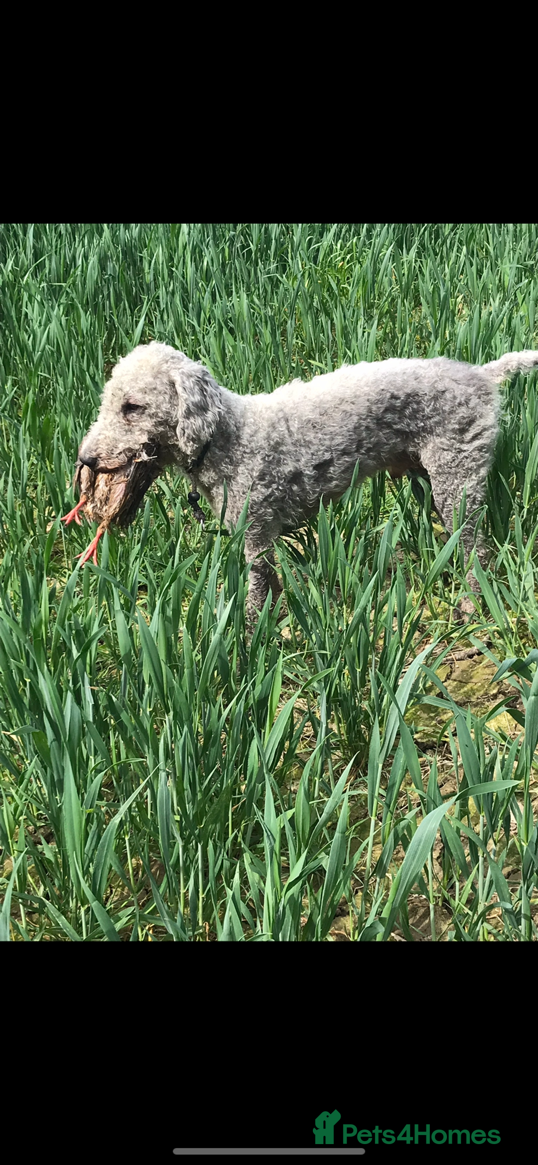 Bedlington Terrier dogs for stud: Bedlington terrier for std in Barnsley - Image 3