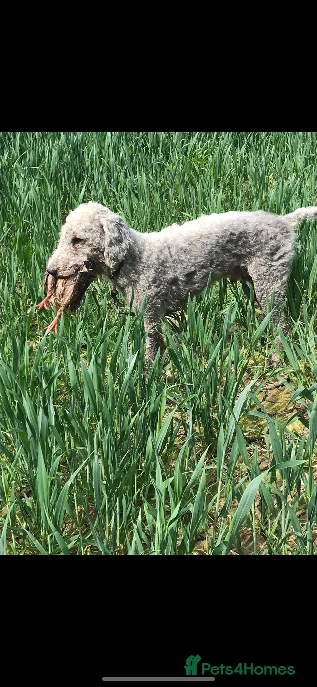 Bedlington Terrier dogs for stud: Bedlington terrier for std in Barnsley - Advert 3