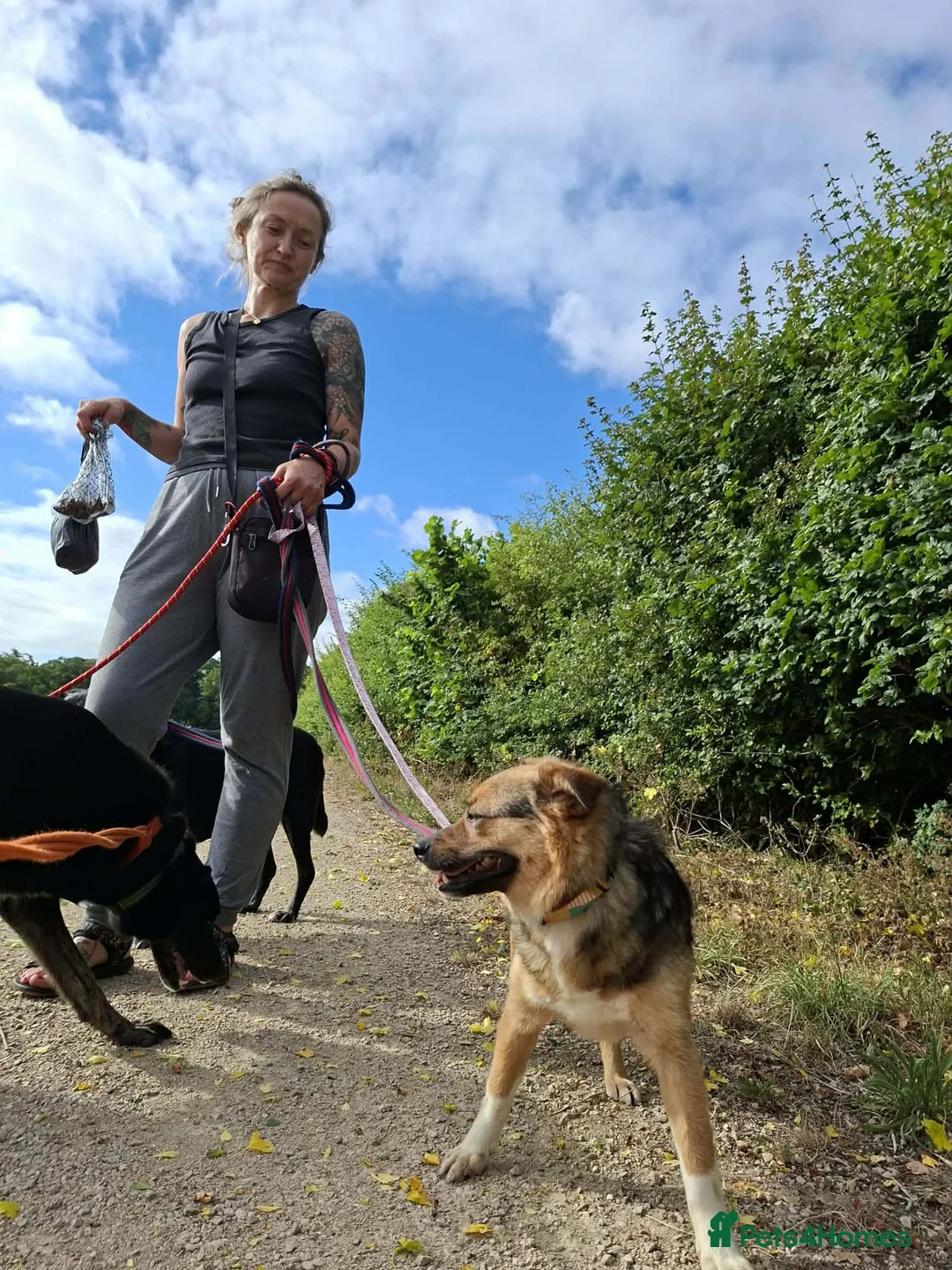 Mixed Breed dogs for adoption: Mandy - Dereham Norfolk  in Dereham - Advert 2
