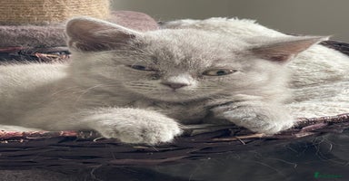British Shorthair cats - Advert 12