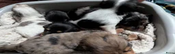 Mixed Breed dogs for sale: Beautiful Cocker Spaniel Cross Dachshund Puppies - Advert 3