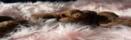 Miniature Poodle dogs for sale: Solid red poodle 🐶 in Sheerness - Advert 5