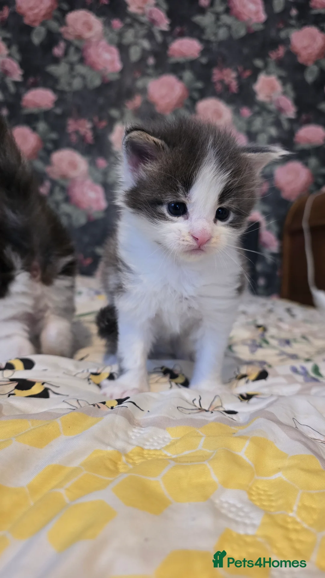 Maine Coon cats for sale: TICA REG MAINECOONS  - Advert 10