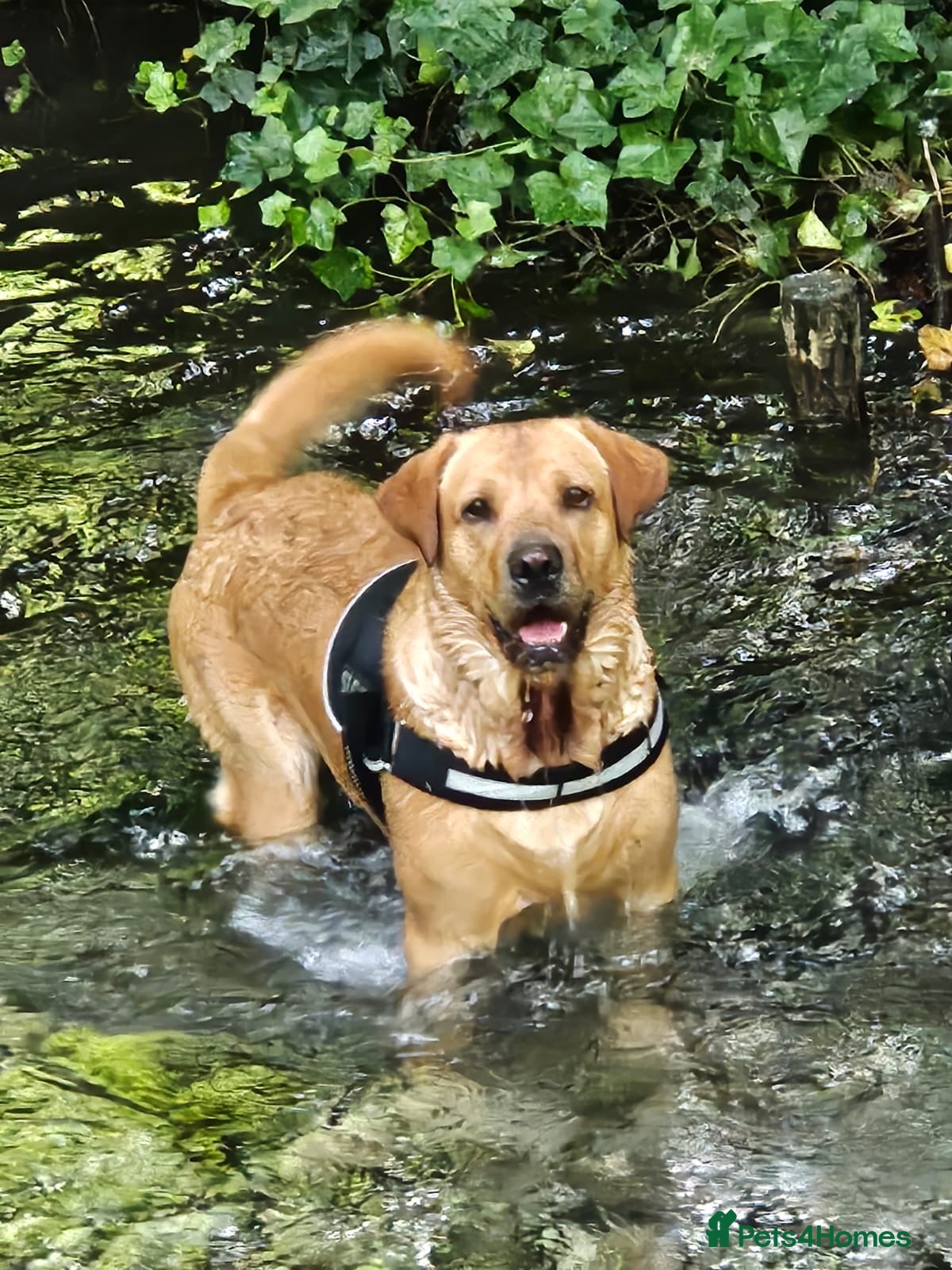 Labrador Retriever dogs Lovely handsome stud lucerys in Orpington - Advert 9