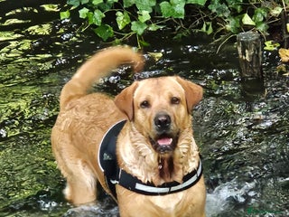 Labrador Retriever dogs in Orpington - Advert 17
