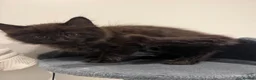 Maine Coon cats for sale: Absolutely gorgeous Maine Coon cross Kittens - Advert 33