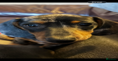 Miniature Dachshund dogs - Advert 14