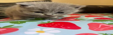 British Shorthair Kitten 8