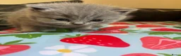British Shorthair cats for sale: British blue shorthair GIRLS ready 20th June  - Advert 24