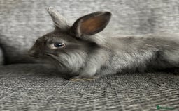 Lionhead rabbits for sale: 3 females Dutch x lionhead ready to go💞 - Image 4