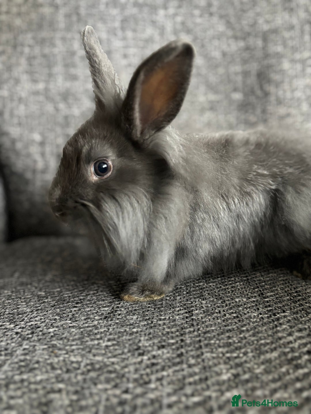Lionhead rabbits for sale: 3 females Dutch x lionhead ready to go💞 - Image 4
