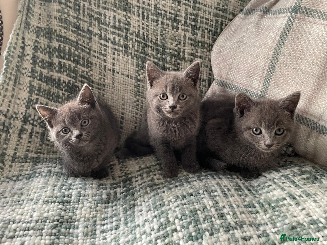 Mixed Breed cats for sale: 3 grey beautiful kittens  - Image 4