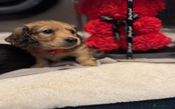 Miniature Dachshund dogs for sale: REDUCED!! Only one long hair miniature girl left!  in Sudbury - Image 1