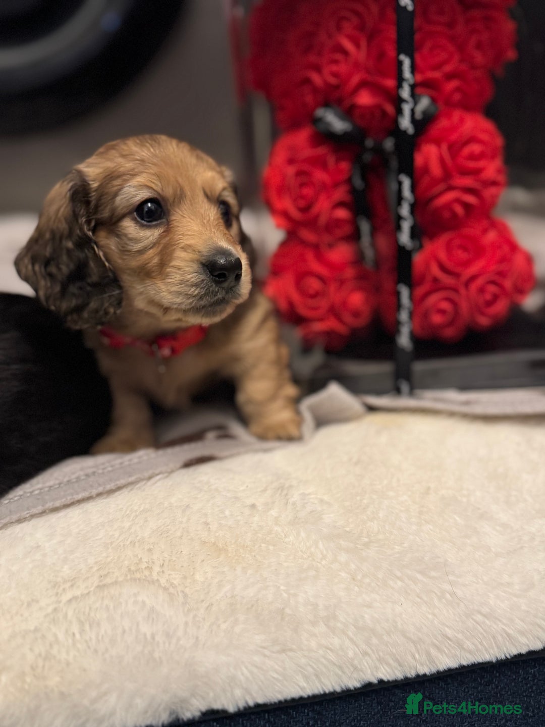 Miniature Dachshund dogs for sale: REDUCED!! Only one long hair miniature girl left!  in Sudbury - Image 1