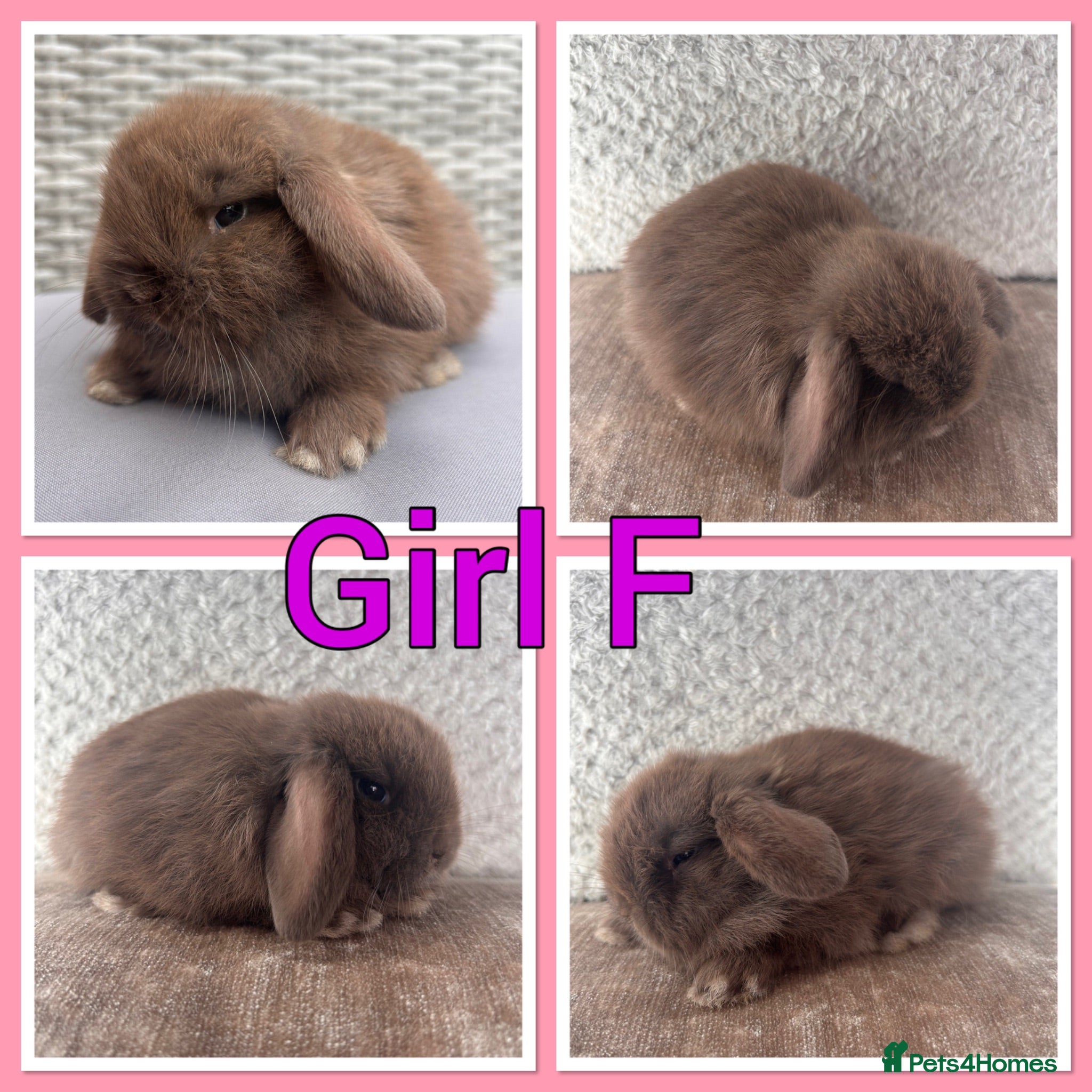 Mini Lop rabbits Pure Mini Lop babies  - Advert 1