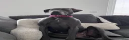 Great Dane dogs for sale: Stunning Great Dane for Rehome - Advert 2