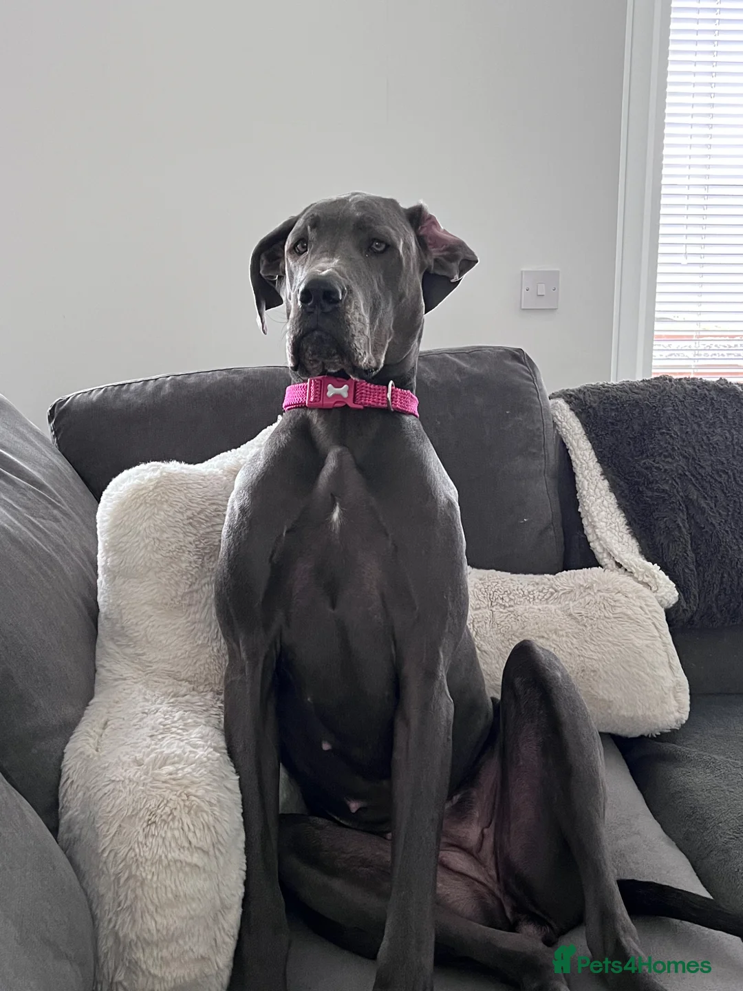 Great Dane dogs for sale: Stunning Great Dane for Rehome - Advert 2