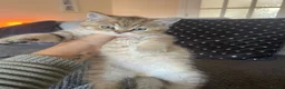 British Shorthair cats for sale: TICA reg - black golden spotted BSH boy - Advert 8