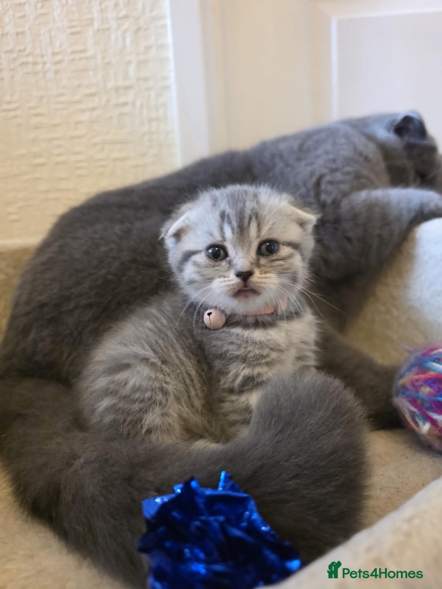 Scottish Fold cats  BRITISH SHORTHAIR KITTENS - Advert 7