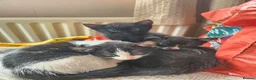 Mixed Breed cats for sale: 2 kittens for sale  - Advert 1