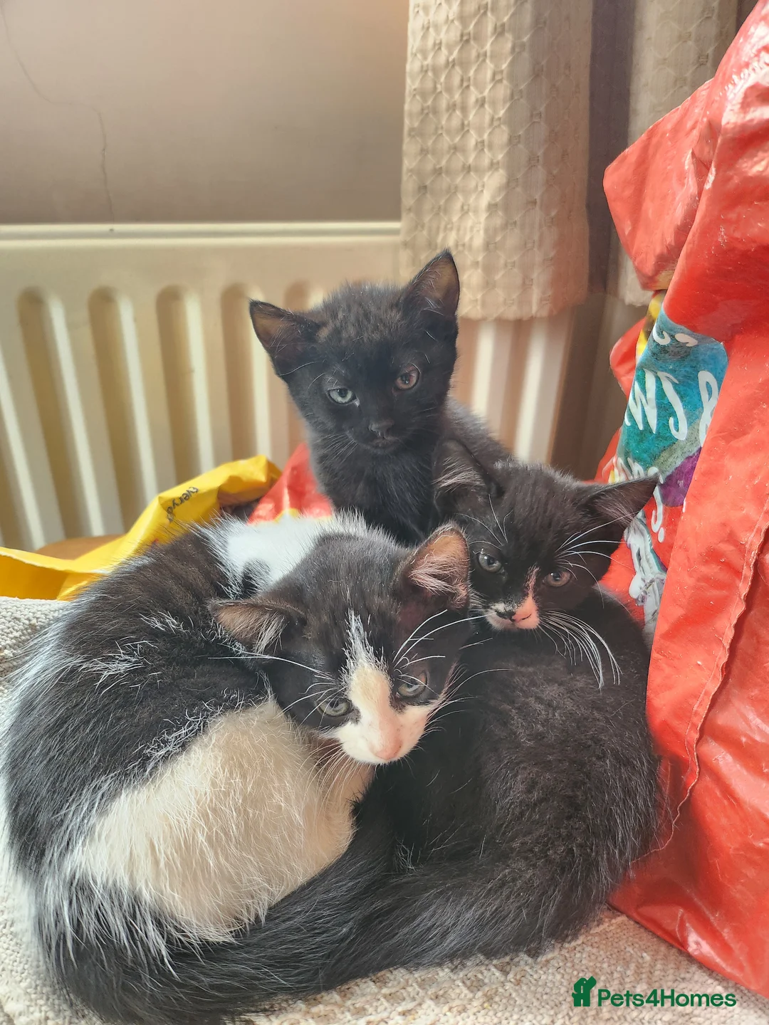 Mixed Breed cats for sale: 2 kittens for sale  - Advert 1