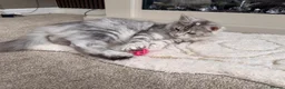 Maine Coon cats for sale: Black Silver tortie Polydactyl Maine Coon Active - Advert 5