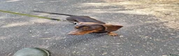 Miniature Dachshund dogs for sale: Beautiful Miniature Dachshund Girl in Cottingham - Advert 3
