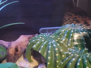 Corn Snake reptiles in Spalding - Advert 1