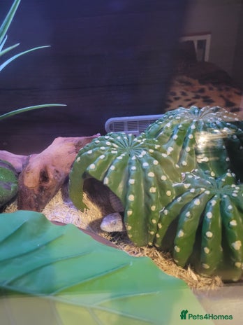 Corn Snake reptiles in Spalding - Advert 1