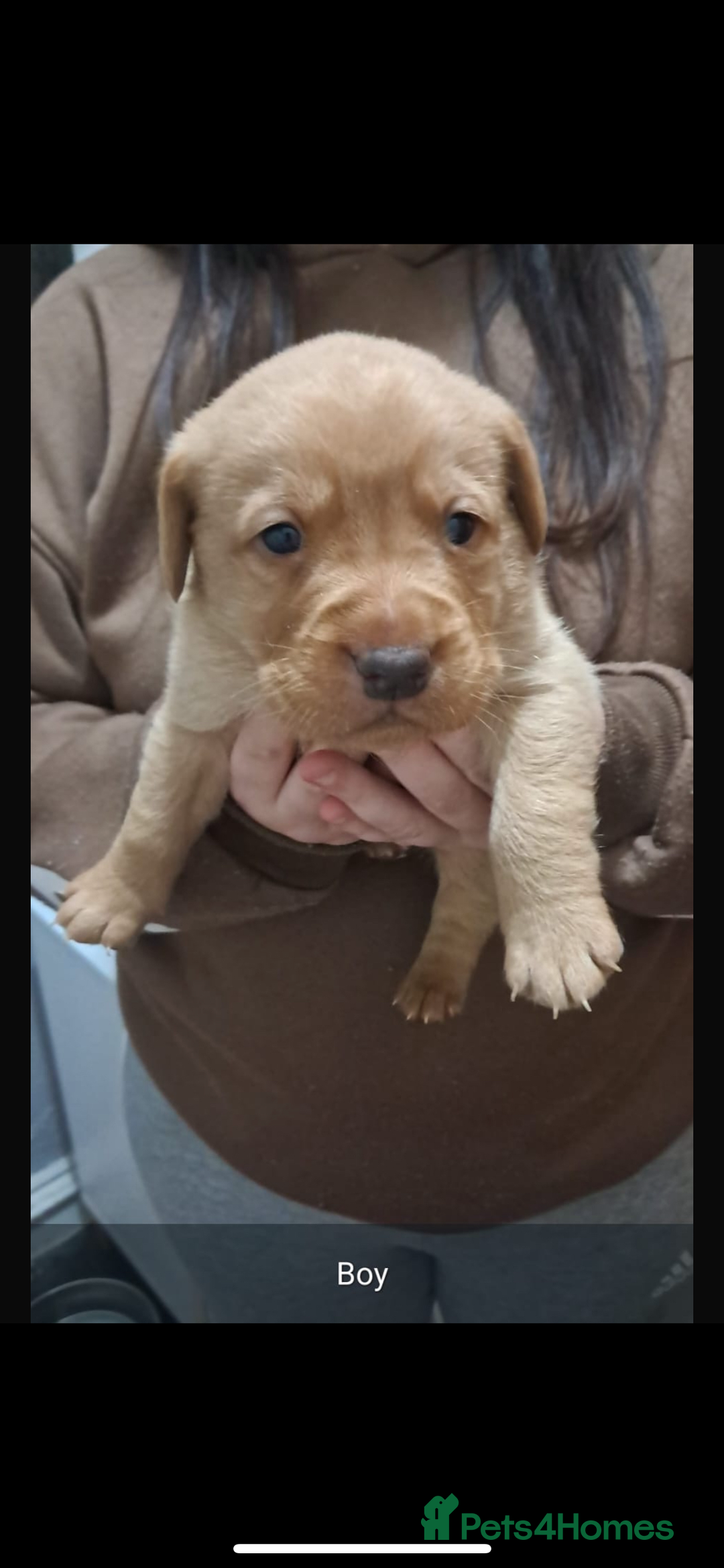 Labrador Retriever dogs for sale: Litter of 8 Labrador puppies  - Advert 11