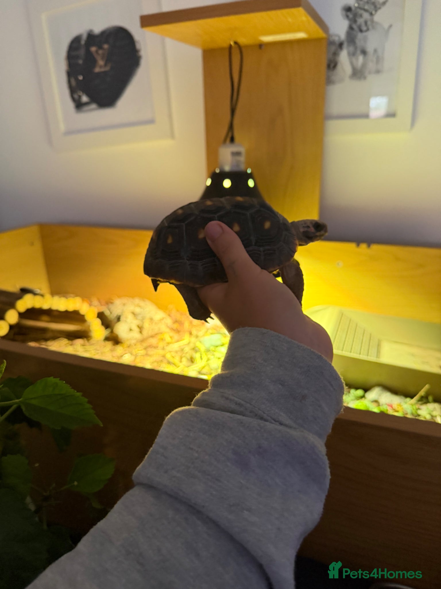 Tortoise reptiles for sale: Red foot tortoise  in Saint Leonards-on-sea - Advert 6