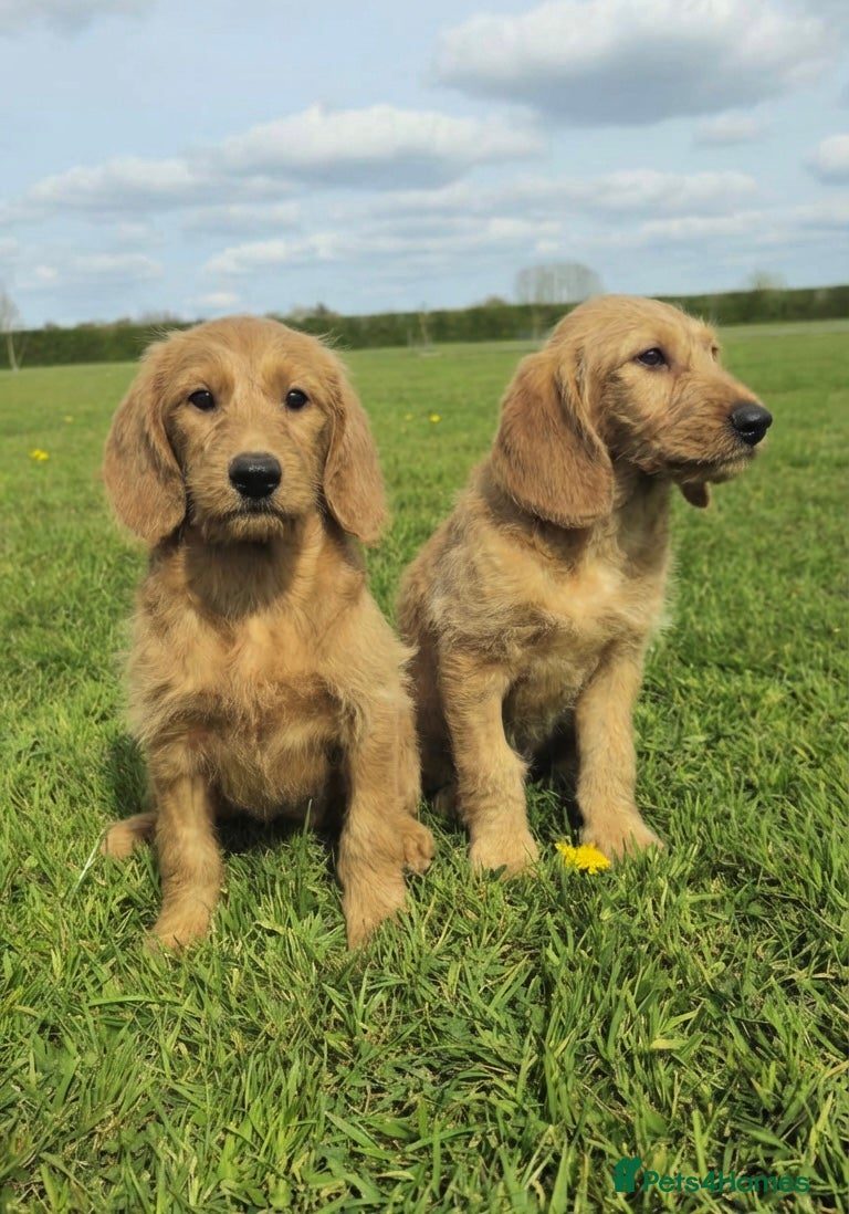 Labradoodle dogs Fully Health Tested F1 Miniature Labradoodle Pups - Advert 1