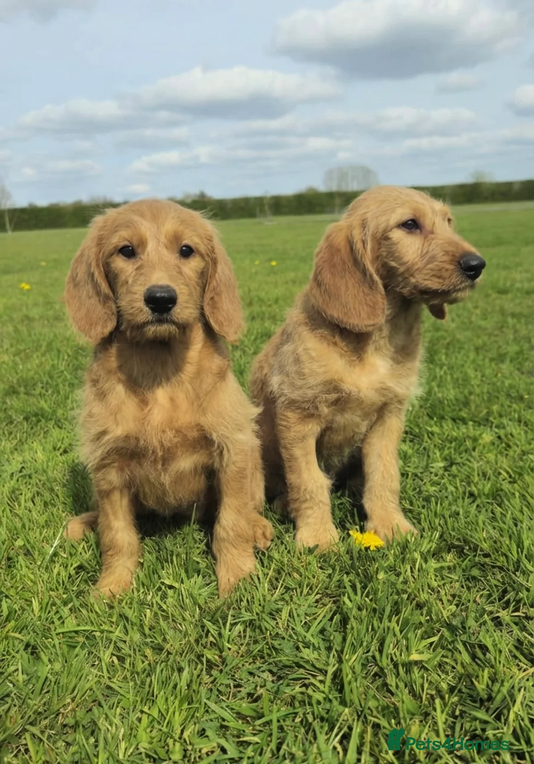 Labradoodle dogs for sale: Fully Health Tested F1 Miniature Labradoodle Pups - Advert 1