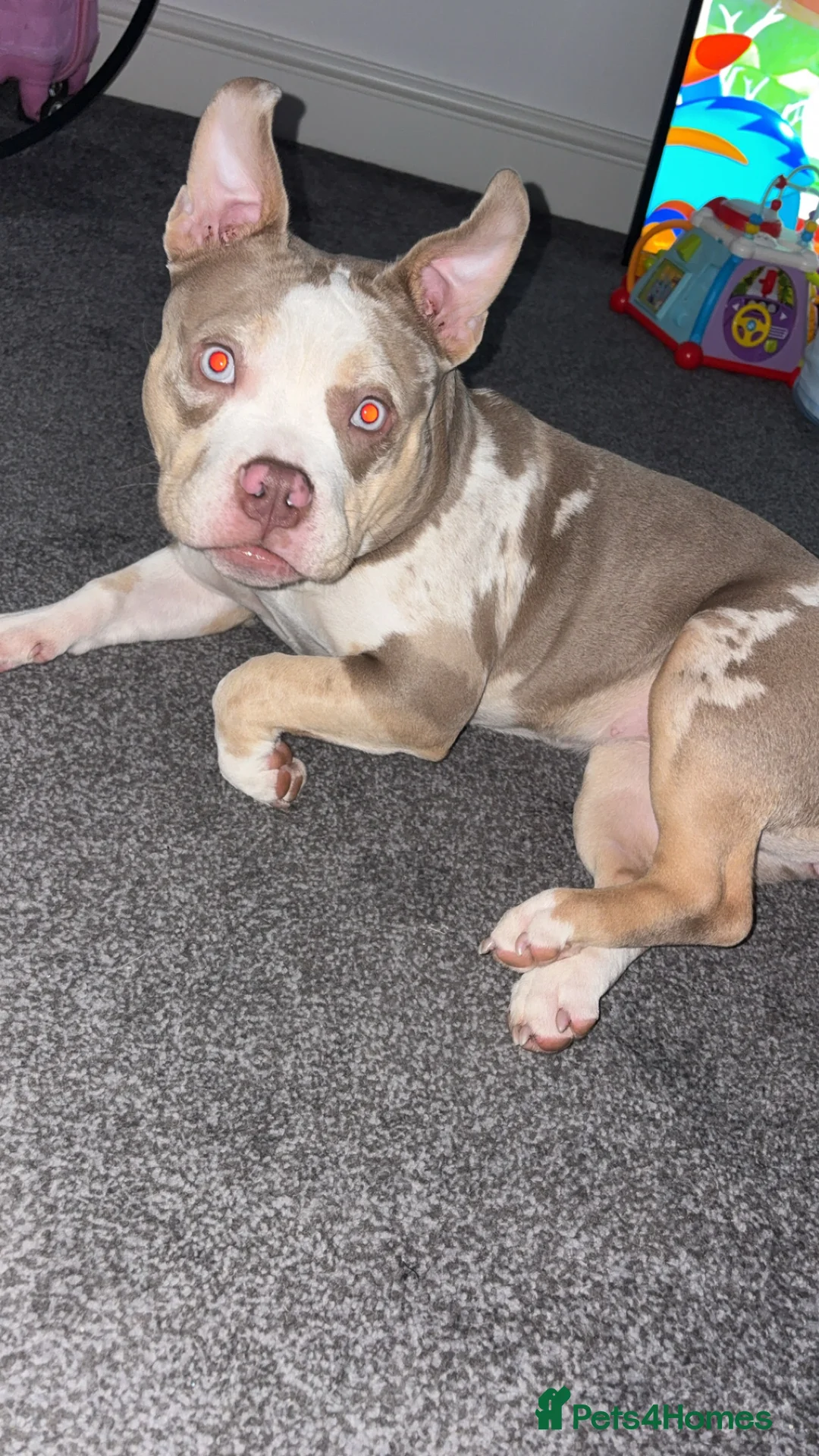 American Bully dogs for sale: Maple  in Birkenhead - Advert 2