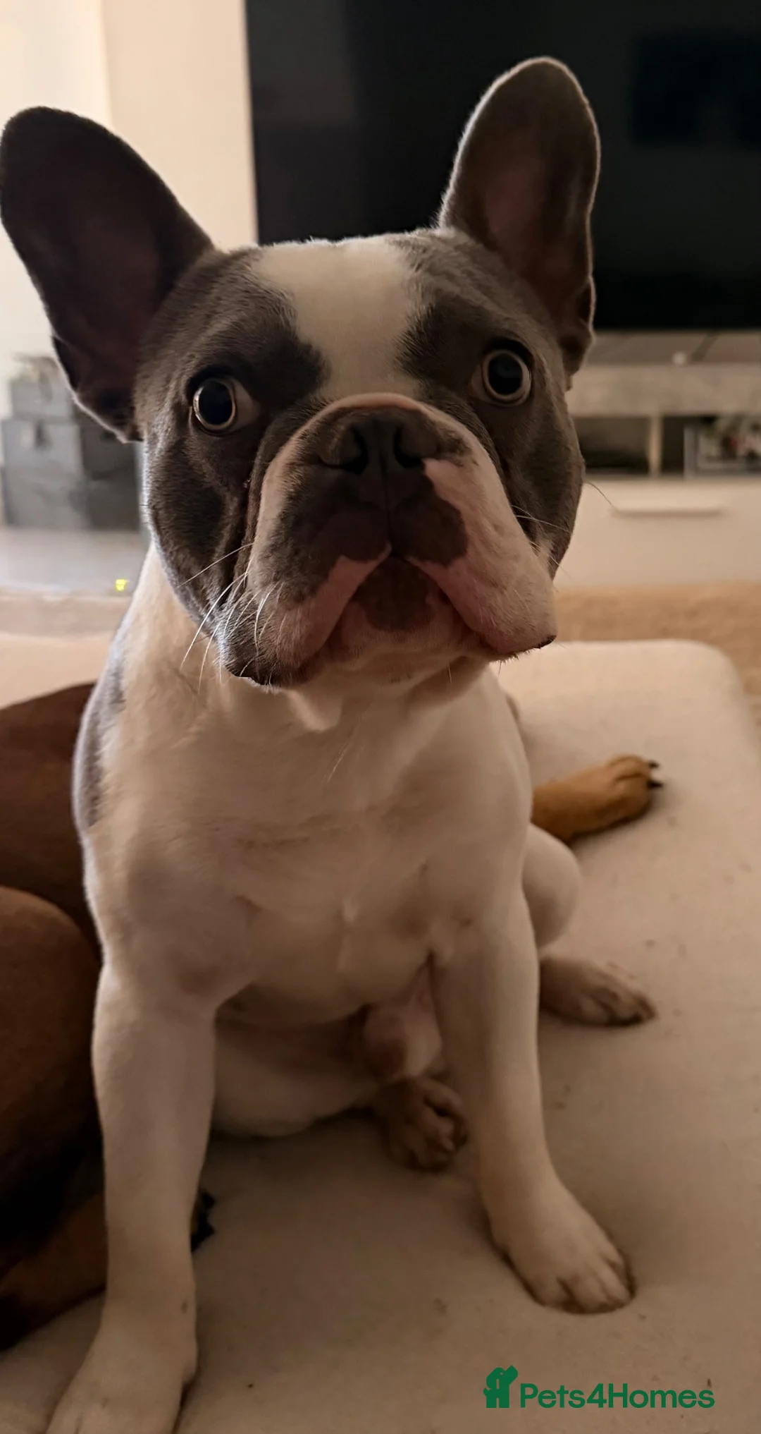 French Bulldog dogs for sale: French Bulldog - still available 24/9 - Advert 1