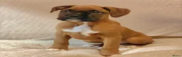 Boxer dogs for sale: Boxer puppies for sale  - Advert 12