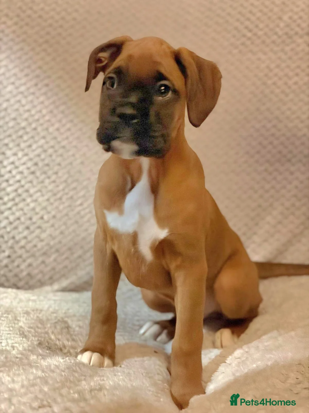 Boxer dogs for sale: Boxer puppies for sale  - Advert 12
