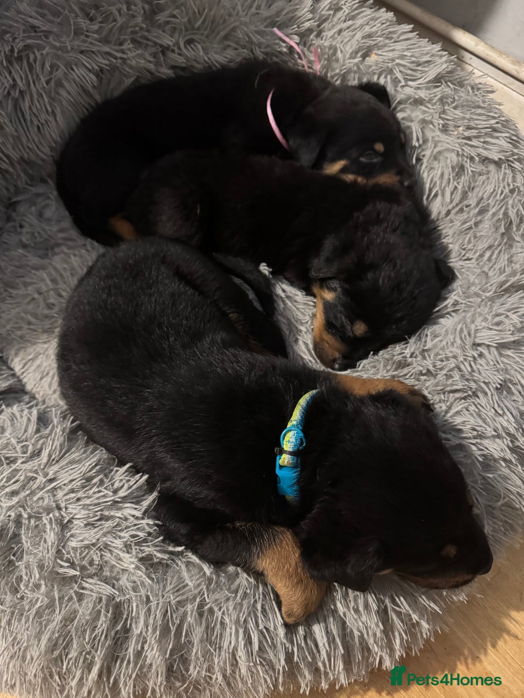 Rottweiler dogs for sale: 7 Rottweiler puppies available to loving homes - Advert 17