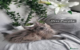 Maine Coon cats for sale: Beautiful Maine Coons  - Advert 5