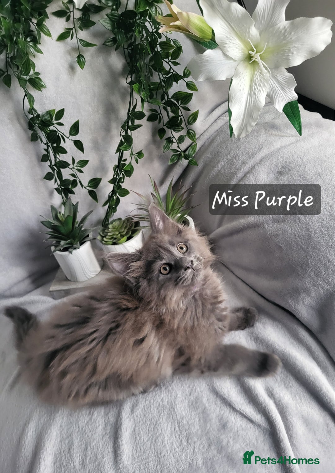 Maine Coon cats for sale: Beautiful Maine Coons  - Advert 5