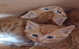 Domestic Shorthair cats for sale: Friendly Farm Bred Kittens,Ready To Leave Now 🐾 - Image 16